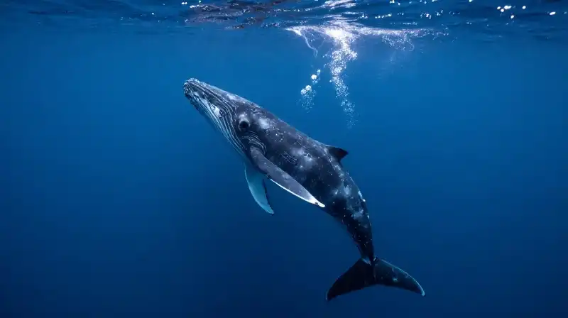 A majestic finwhale swims vertically through glowing, swirling ocean blooms